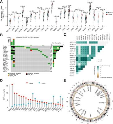 Integrated multi-level omics profiling of disulfidptosis identifis SPAG4 as an innovative immunotherapeutic target in glioblastoma
